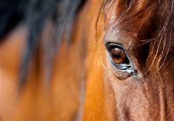 horse 137001559
